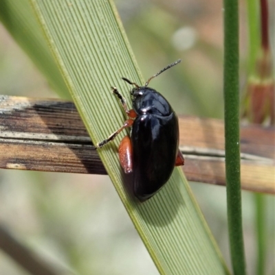 Arsipoda holomelaena (Red-legged flea beetle) at Mount Painter - 30 Oct 2020 by CathB