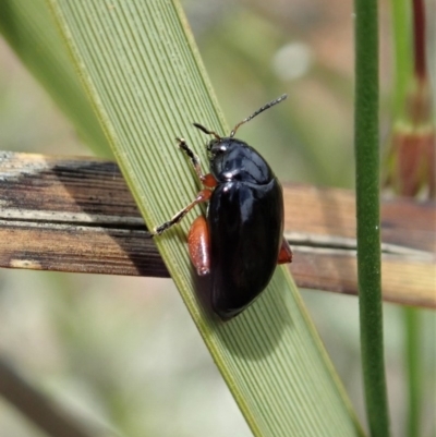 Arsipoda holomelaena (Red-legged flea beetle) at Cook, ACT - 30 Oct 2020 by CathB