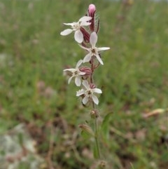 Silene gallica var. gallica (French Catchfly) at Cook, ACT - 30 Oct 2020 by CathB