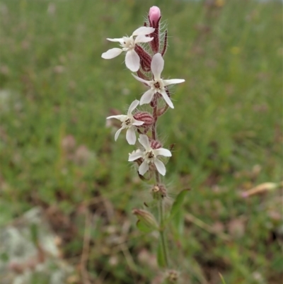 Silene gallica var. gallica (French Catchfly) at Mount Painter - 30 Oct 2020 by CathB