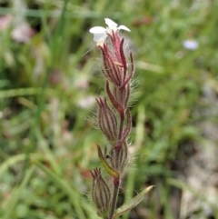 Silene gallica var. gallica at Cook, ACT - 30 Oct 2020