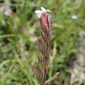 Silene gallica var. gallica at Cook, ACT - 30 Oct 2020