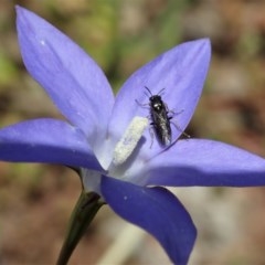 Wahlenbergia capillaris (Tufted Bluebell) at Cook, ACT - 30 Oct 2020 by CathB