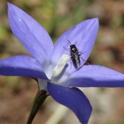 Wahlenbergia capillaris (Tufted Bluebell) at Cook, ACT - 30 Oct 2020 by CathB
