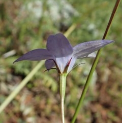 Wahlenbergia capillaris at Cook, ACT - 30 Oct 2020