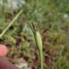 Wahlenbergia capillaris at Cook, ACT - 30 Oct 2020 11:47 AM