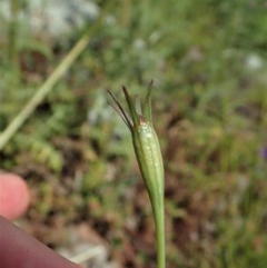 Wahlenbergia capillaris at Cook, ACT - 30 Oct 2020