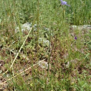 Wahlenbergia capillaris at Cook, ACT - 30 Oct 2020