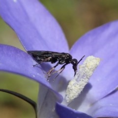 Pergidae sp. (family) (Unidentified Sawfly) at Mount Painter - 30 Oct 2020 by CathB