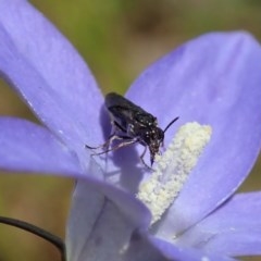 Pergidae sp. (family) at Cook, ACT - 30 Oct 2020