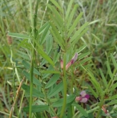 Vicia sativa (Common Vetch) at Mount Painter - 30 Oct 2020 by CathB