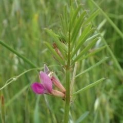 Vicia sativa at Cook, ACT - 30 Oct 2020