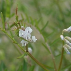 Vicia hirsuta (Hairy Vetch) at Mount Painter - 30 Oct 2020 by CathB