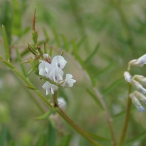 Vicia hirsuta at Cook, ACT - 30 Oct 2020