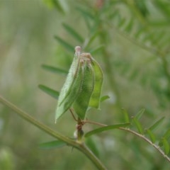 Vicia hirsuta at Cook, ACT - 30 Oct 2020 12:57 PM