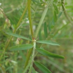 Vicia hirsuta at Cook, ACT - 30 Oct 2020 12:57 PM