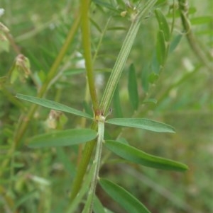 Vicia hirsuta at Cook, ACT - 30 Oct 2020 12:57 PM