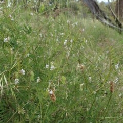 Vicia hirsuta at Cook, ACT - 30 Oct 2020