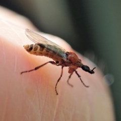 Bibionidae (family) (Bibionid fly) at Cook, ACT - 30 Oct 2020 by CathB