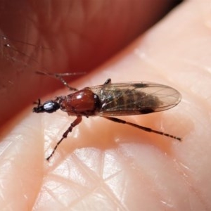 Bibionidae (family) at Cook, ACT - suppressed