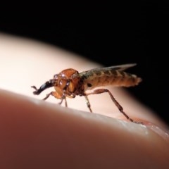 Bibionidae (family) at Cook, ACT - suppressed