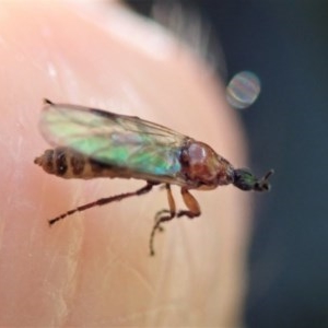 Bibionidae (family) at Cook, ACT - 30 Oct 2020