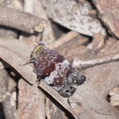 Platybrachys decemmacula (Green-faced gum hopper) at Bruce Ridge to Gossan Hill - 29 Oct 2020 by AlisonMilton