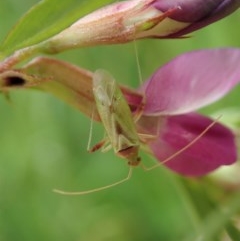 Miridae (family) (Unidentified plant bug) at Mount Painter - 30 Oct 2020 by CathB