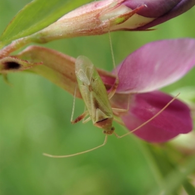 Miridae (family) (Unidentified plant bug) at Cook, ACT - 30 Oct 2020 by CathB