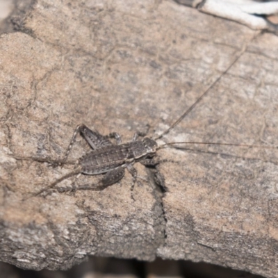 Eurepa marginipennis (Mottled bush cricket) at Bruce Ridge - 29 Oct 2020 by AlisonMilton