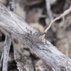 Eurepa marginipennis at Bruce, ACT - 29 Oct 2020 11:42 AM