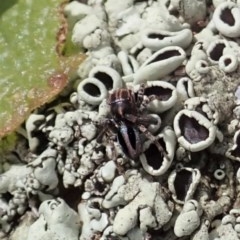 Maratus chrysomelas (Variable Peacock Spider) at Mount Painter - 30 Oct 2020 by CathB