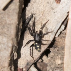 Zodariidae (family) (Unidentified Ant spider or Spotted ground spider) at Bruce Ridge - 29 Oct 2020 by AlisonMilton