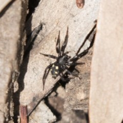 Zodariidae (family) at Bruce, ACT - 29 Oct 2020 11:28 AM