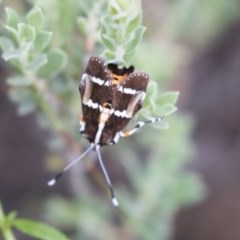 Hecatesia fenestrata (Common Whistling Moth) at Bruce, ACT - 29 Oct 2020 by AlisonMilton