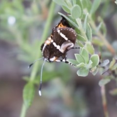 Hecatesia fenestrata at Bruce, ACT - 29 Oct 2020