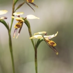 Diuris sulphurea (Tiger Orchid) at Bruce, ACT - 29 Oct 2020 by AlisonMilton