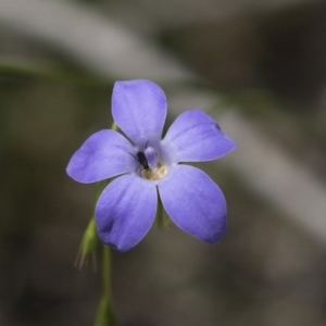 Wahlenbergia sp. at Bruce, ACT - 29 Oct 2020 11:55 AM