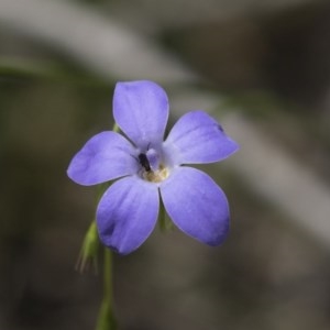 Wahlenbergia sp. at Bruce, ACT - 29 Oct 2020