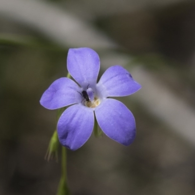 Wahlenbergia sp. (Bluebell) at Bruce Ridge - 29 Oct 2020 by AlisonMilton