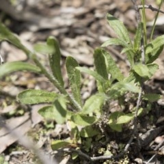 Wahlenbergia sp. at Bruce, ACT - 29 Oct 2020 11:55 AM