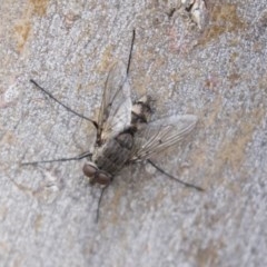 Senostoma sp. (genus) (A parasitoid tachinid fly) at Bruce Ridge - 29 Oct 2020 by AlisonMilton