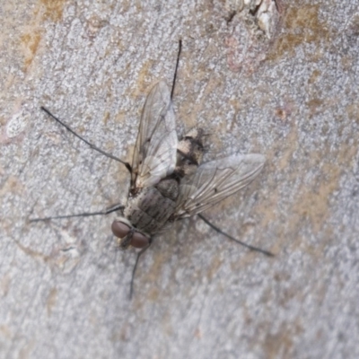 Senostoma sp. (genus) (A parasitoid tachinid fly) at Bruce Ridge - 29 Oct 2020 by AlisonMilton