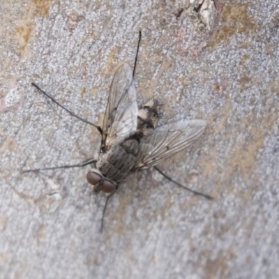 Senostoma sp. (genus) (A parasitoid tachinid fly) at Bruce, ACT - 29 Oct 2020 by AlisonMilton