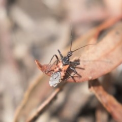 Reduviidae (family) (An assassin bug) at Bruce Ridge to Gossan Hill - 29 Oct 2020 by AlisonMilton