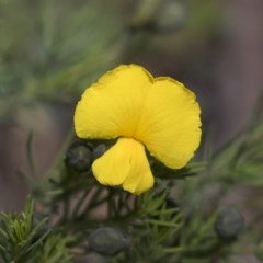 Gompholobium huegelii (pale wedge–pea) at Bruce, ACT - 29 Oct 2020 by AlisonMilton