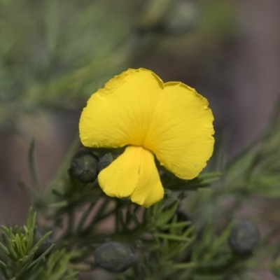 Gompholobium huegelii (pale wedge–pea) at Bruce, ACT - 29 Oct 2020 by AlisonMilton