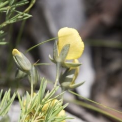 Gompholobium huegelii at Bruce, ACT - 29 Oct 2020