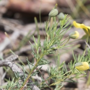 Gompholobium huegelii at Bruce, ACT - 29 Oct 2020