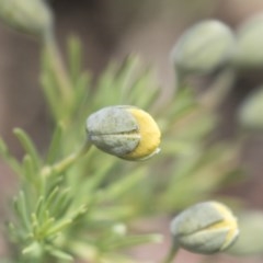 Gompholobium huegelii at Bruce, ACT - 29 Oct 2020